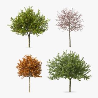 Cockspur Hawthorn Trees Collection 3D model