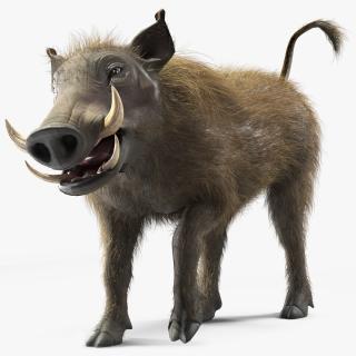 3D Warthog Fur Rigged model