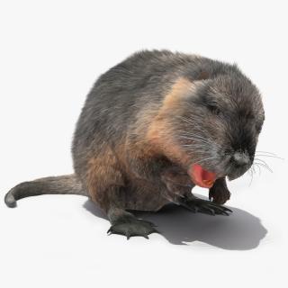 Nutria Fur Rigged 3D