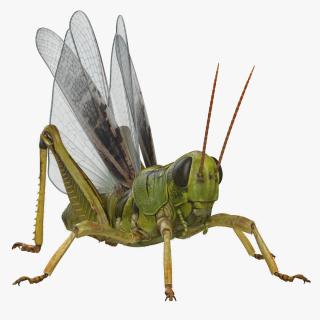 3D Common Field Grasshopper with Fur model