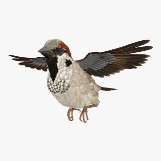 3D model House Sparrow Flying Pose