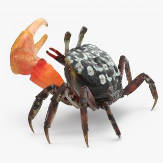 Fiddler Crab Rigged 3D model