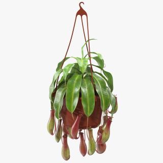 Carnivorous Plant in Hanging Pot 3D