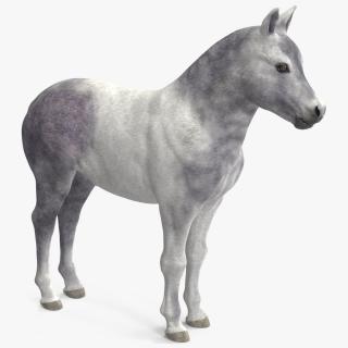 Shetland Pony White 3D model