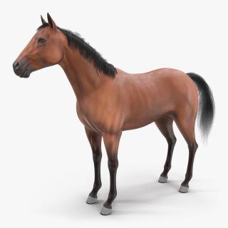 3D Bay Horse Fur model