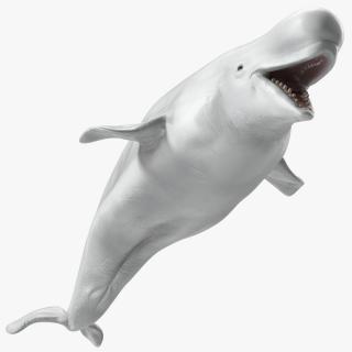 3D model Beluga Whale Adult Rigged