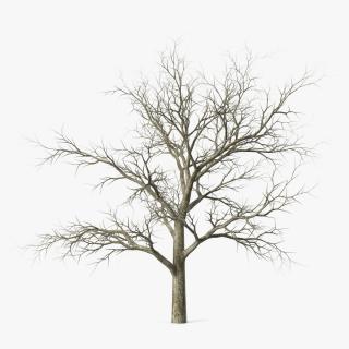 Swamp White Oak Winter 3D