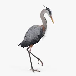 3D model Grey Heron Standing on One Leg