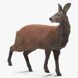 3D model Musk Deer Rigged Fur