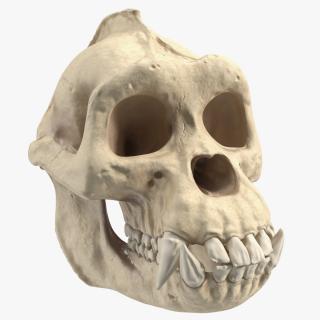 3D Gorilla Skull model