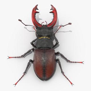 3D Lucanus Cervus Stag Beetle Walking Pose Fur model