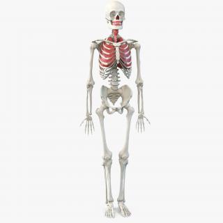 3D Human Male Skeleton with Respiratory System model
