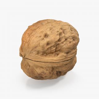 3D model Walnut