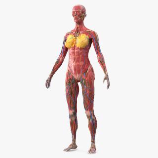 3D Female Full Body Anatomy Skinless model