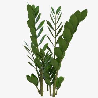 3D Fern Arum Zamioculcas