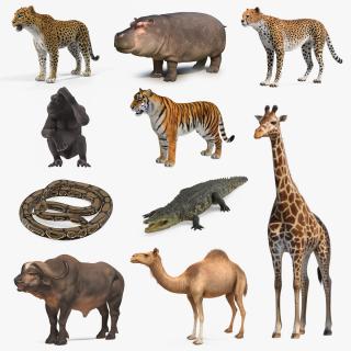 3D African Animals Collection 7 model