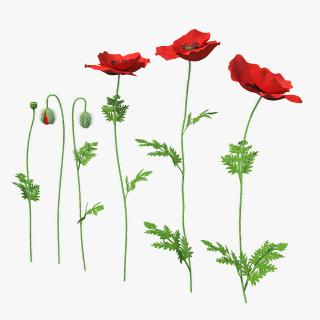 Stages of Poppy Flower Growth 3D model