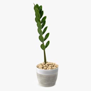 3D Zamioculcas Stem in Pot model