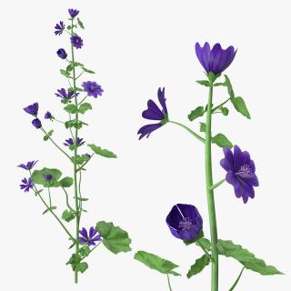 3D Malva Sylvestris