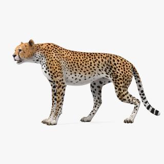 Cheetah Rigged 3D model