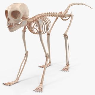 Marmoset Monkey Skeleton 3D model