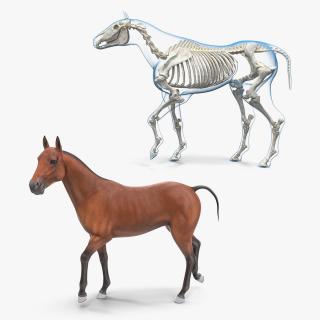 3D Horse and Skeleton Rigged Collection