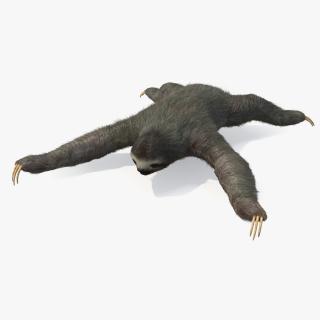 3D Sloth Fur Rigged