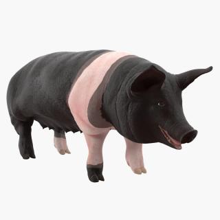 Hampshire Pig Sow Rigged 3D model