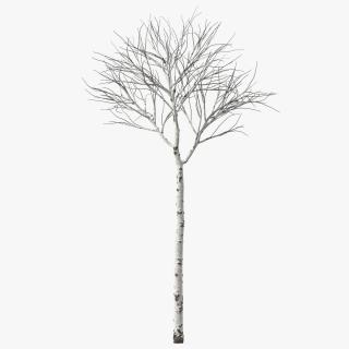 3D Naked Birch Tree