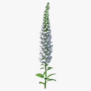 Digitalis Foxglove Alba White 3D model