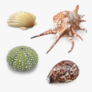 3D Sea Shells Collection 7 model