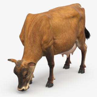 Mini Cow Eating Fur 3D model