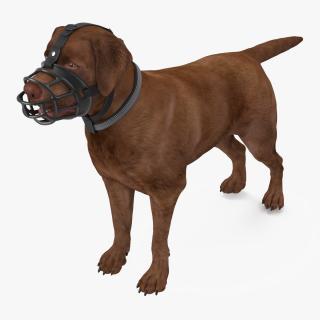 Brown Labrador Wearing Muzzle 3D model