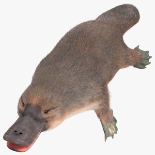 Platypus Fur 3D