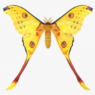 Comet Moth with Fur 3D model