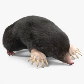 3D model Realistic Mole Animal Fur