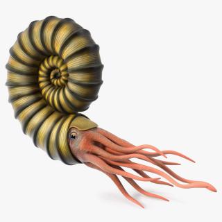 3D model Ammonite