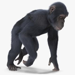 3D Animated Chimpanzee Walks Dark Skin Fur Rigged