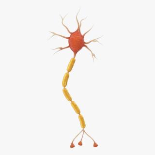 3D model Neuron Nerve Cell Anatomy