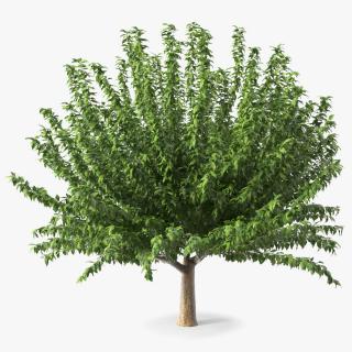 3D Fruitless Mulberry Tree model