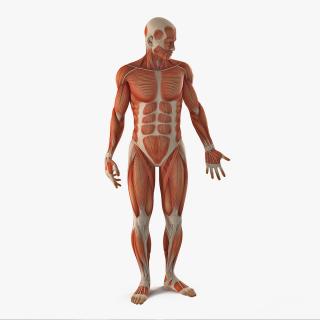 3D model Anatomy Male Muscular System Rigged