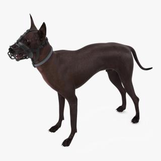 3D Xoloitzcuintli in a Baskerville Muzzle model