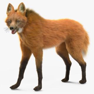 3D Maned Wolf Fur Rigged