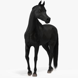 Arabian Horse Black Stand Pose Fur 3D model