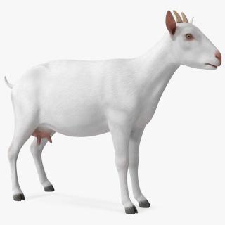 3D Goat Saanen Breed Rigged for Cinema 4D model