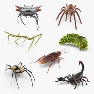 Creeping Insects Collection 3D