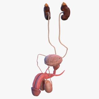 3D model Human Kidney and Adrenal Gland