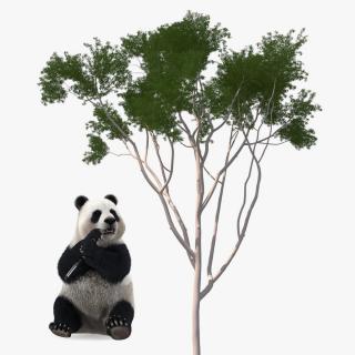 3D Giant Panda with Eucalyptus Tree Collection model