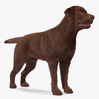 Labrador Dog Brown Rigged Fur 3D model