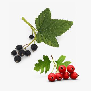 3D model Berry Branches Collection